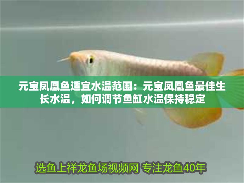 元寶鳳凰魚適宜水溫范圍：元寶鳳凰魚最佳生長水溫，如何調(diào)節(jié)魚缸水溫保持穩(wěn)定 元寶鳳凰魚適宜水溫范圍：元寶鳳凰魚最佳生長水溫，如何調(diào)節(jié)魚缸水溫保持穩(wěn)定 元寶鳳凰魚百科 第2張
