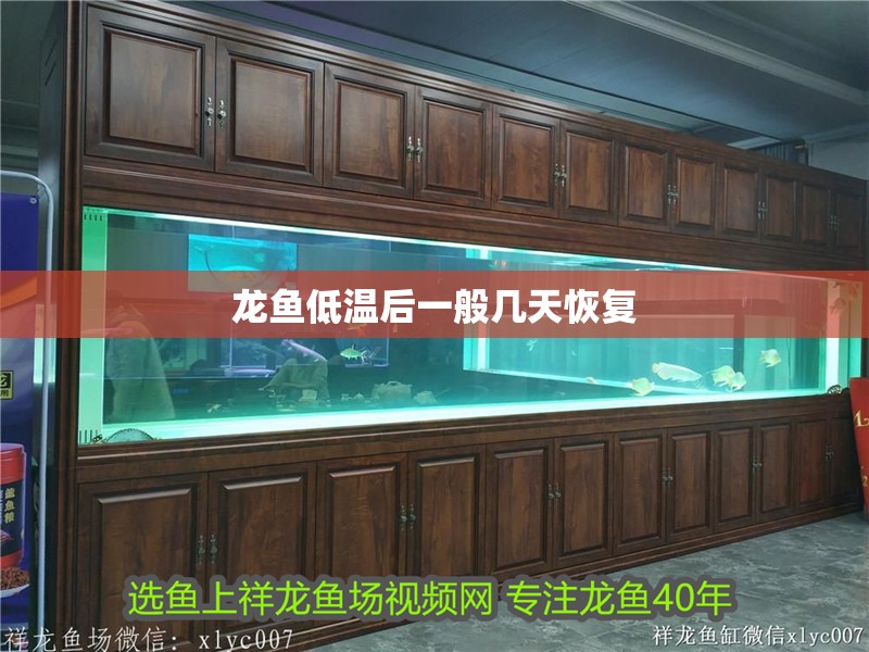 龍魚低溫后一般幾天恢復