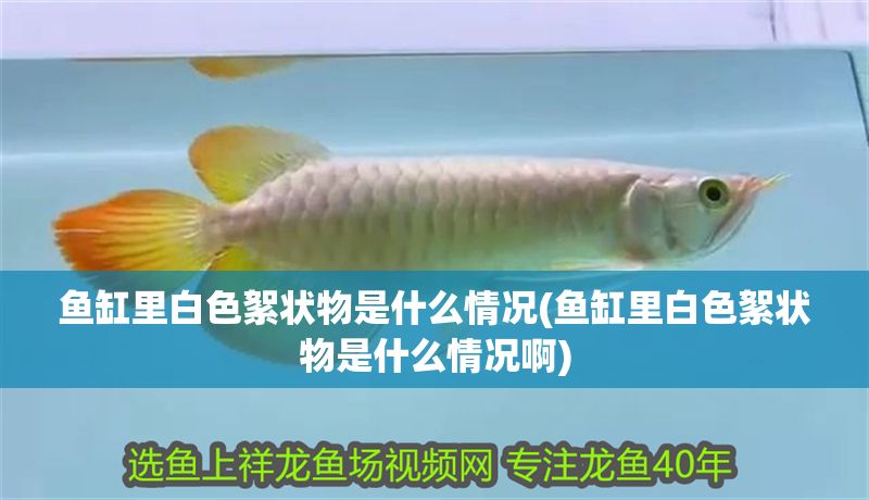 魚缸里白色絮狀物是什么情況(魚缸里白色絮狀物是什么情況啊) 元寶鳳凰魚百科 第1張 魚缸里白色絮狀物是什么情況(魚缸里白色絮狀物是什么情況啊) 魚缸里白色絮狀物是什么情況(魚缸里白色絮狀物是什么情況啊) 元寶鳳凰魚百科 第1張