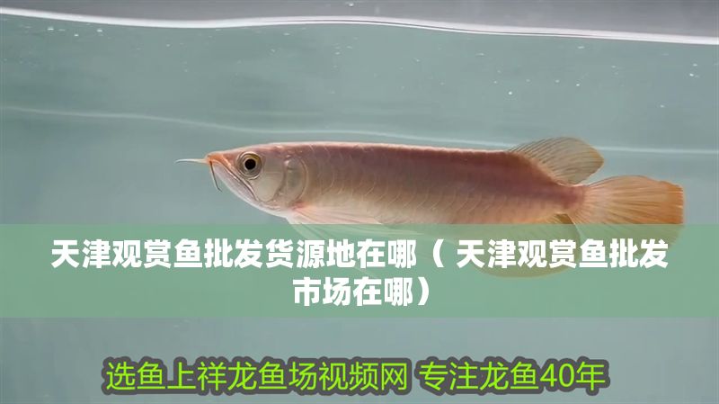 天津觀賞魚批發貨源地在哪（ 天津觀賞魚批發市場在哪）