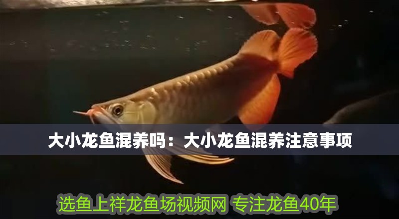 大小龍魚混養嗎：大小龍魚混養注意事項