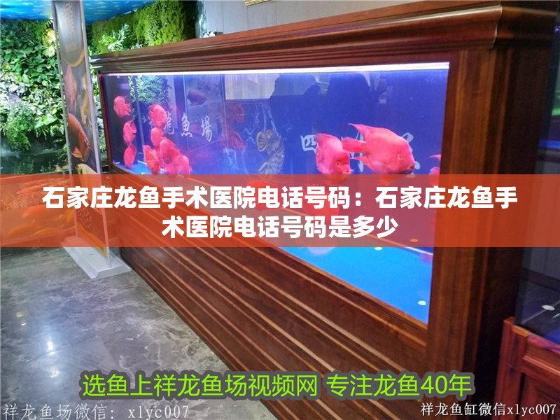 石家莊龍魚手術(shù)醫(yī)院電話號碼：石家莊龍魚手術(shù)醫(yī)院電話號碼是多少
