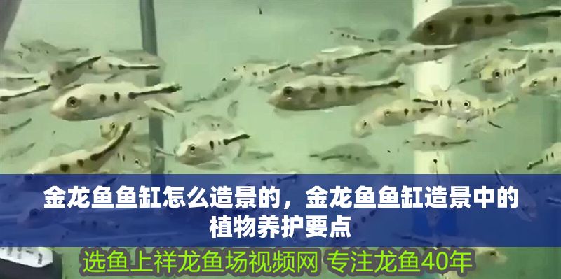 金龍魚魚缸怎么造景的，金龍魚魚缸造景中的植物養護要點