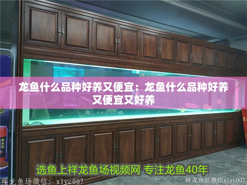 龍魚什么品種好養又便宜：龍魚什么品種好養又便宜又好養