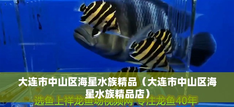 大連市中山區海星水族精品（大連市中山區海星水族精品店）