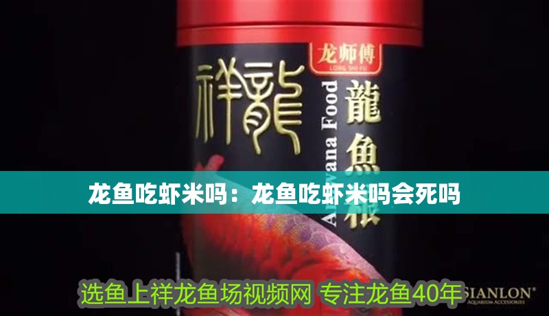 龍魚吃蝦米嗎：龍魚吃蝦米嗎會死嗎