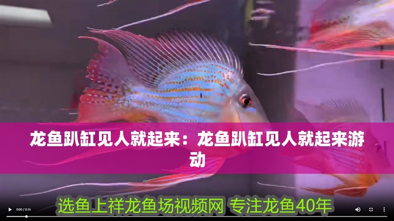 龍魚趴缸見人就起來：龍魚趴缸見人就起來游動