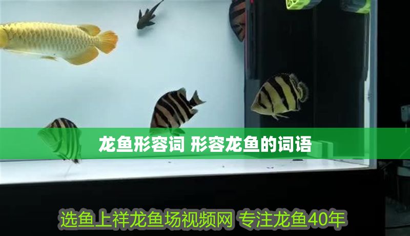 龍魚形容詞 形容龍魚的詞語 虎魚百科 第1張 龍魚形容詞 形容龍魚的詞語 龍魚形容詞 形容龍魚的詞語 虎魚百科 第1張