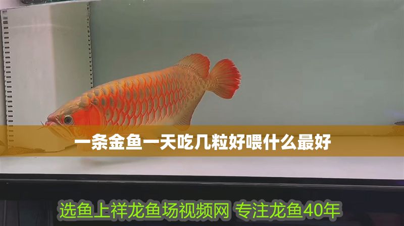一條金魚一天吃幾粒好喂什么最好 魟魚百科 第1張 一條金魚一天吃幾粒好喂什么最好 一條金魚一天吃幾粒好喂什么最好 魟魚百科 第1張