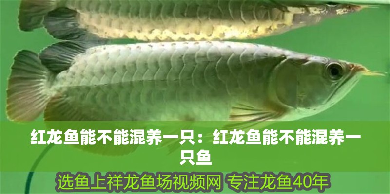紅龍魚能不能混養一只：紅龍魚能不能混養一只魚