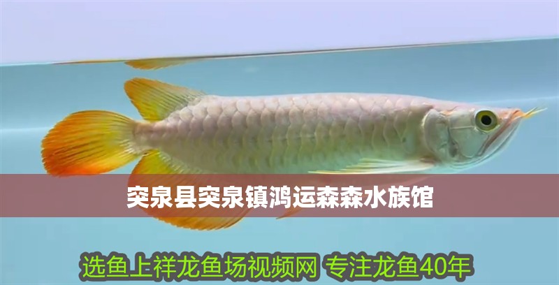 突泉縣突泉鎮(zhèn)鴻運森森水族館