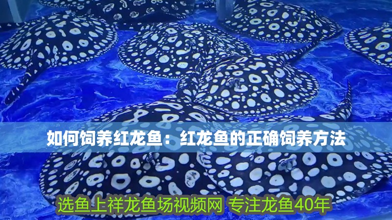 如何飼養(yǎng)紅龍魚：紅龍魚的正確飼養(yǎng)方法