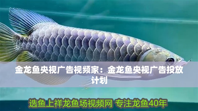 金龍魚央視廣告視頻家：金龍魚央視廣告投放計(jì)劃