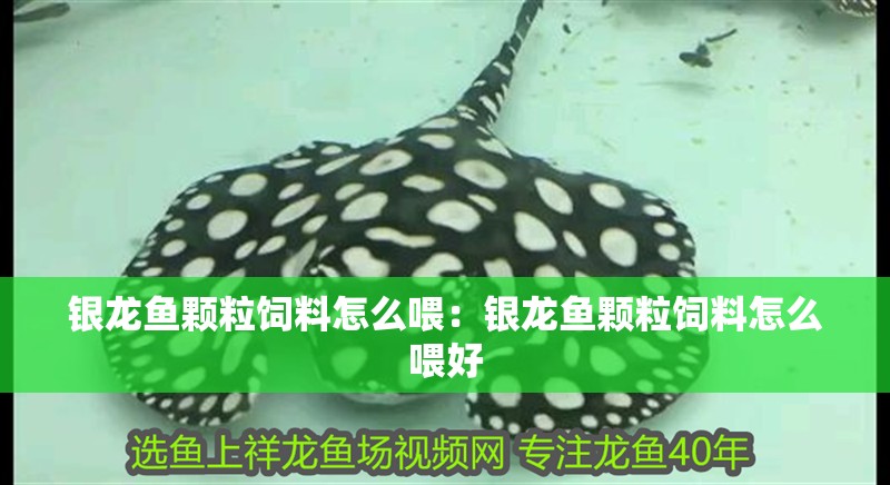 銀龍魚顆粒飼料怎么喂：銀龍魚顆粒飼料怎么喂好