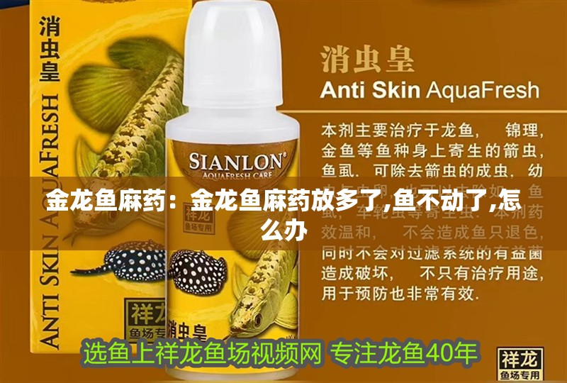 金龍魚麻藥：金龍魚麻藥放多了,魚不動了,怎么辦