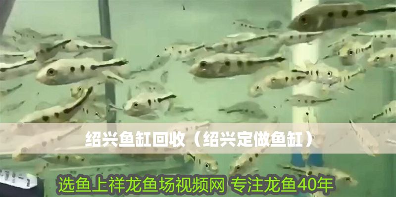 紹興魚缸回收（紹興定做魚缸） 紹興魚缸回收（紹興定做魚缸） 元寶鳳凰魚百科 第1張