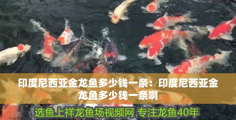 印度尼西亞金龍魚多少錢一條：印度尼西亞金龍魚多少錢一條啊 印度尼西亞金龍魚多少錢一條：印度尼西亞金龍魚多少錢一條啊 水族問答
