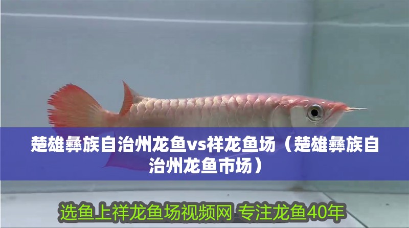 楚雄彝族自治州龍魚vs祥龍魚場（楚雄彝族自治州龍魚市場） 楚雄彝族自治州龍魚vs祥龍魚場（楚雄彝族自治州龍魚市場） 全國水族館企業名錄 第3張