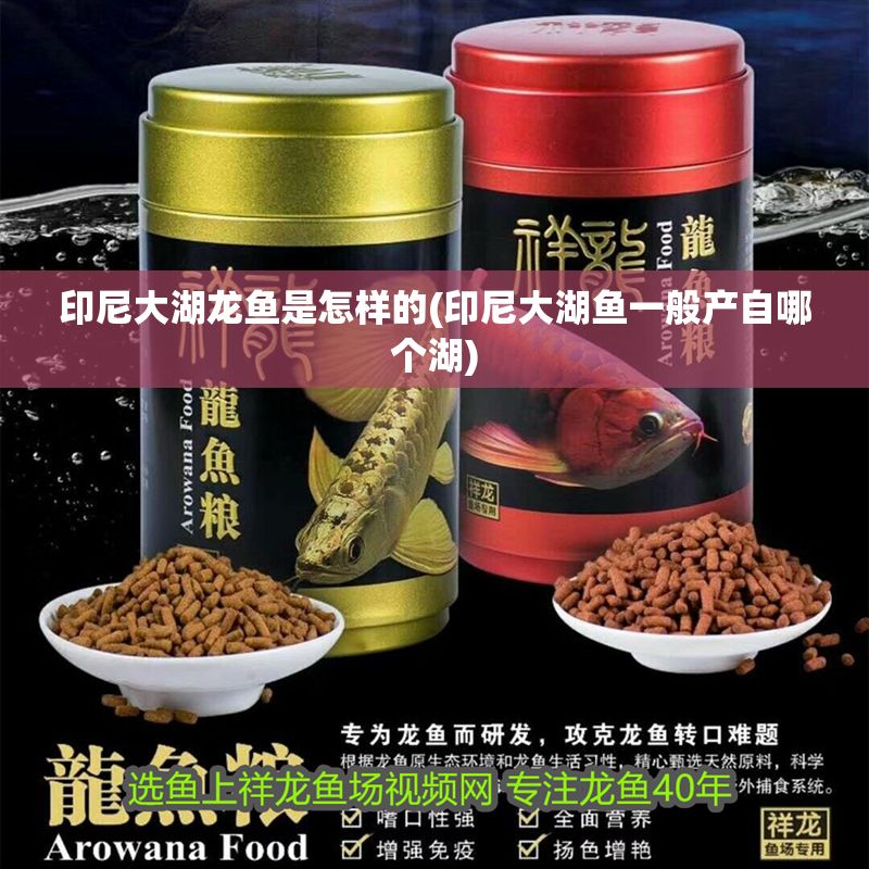 印尼大湖龍魚是怎樣的(印尼大湖魚一般產自哪個湖)