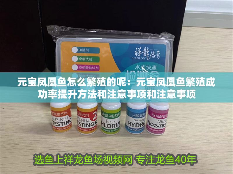 元寶鳳凰魚怎么繁殖的呢：元寶鳳凰魚繁殖成功率提升方法和注意事項和注意事項