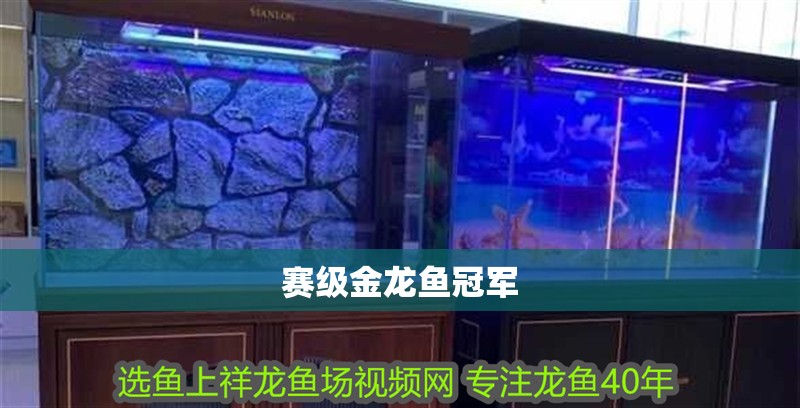 賽級金龍魚冠軍