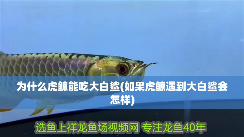 為什么虎鯨能吃大白鯊(如果虎鯨遇到大白鯊會怎樣)