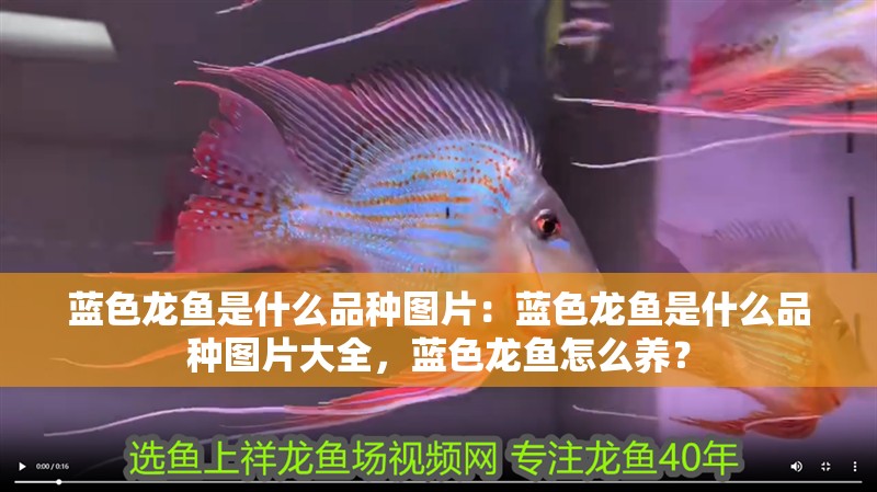 藍(lán)色龍魚是什么品種圖片：藍(lán)色龍魚是什么品種圖片大全，藍(lán)色龍魚怎么養(yǎng)？