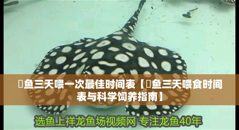 魟魚三天喂一次最佳時間表【魟魚三天喂食時間表與科學(xué)飼養(yǎng)指南】