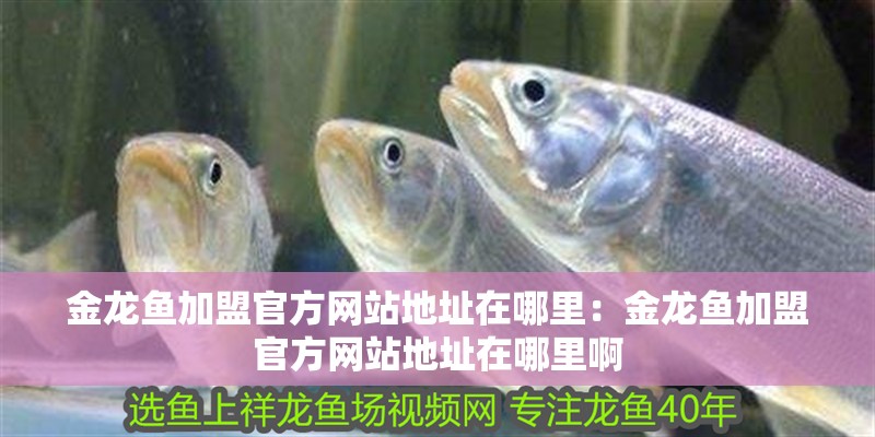 金龍魚加盟官方網(wǎng)站地址在哪里：金龍魚加盟官方網(wǎng)站地址在哪里啊