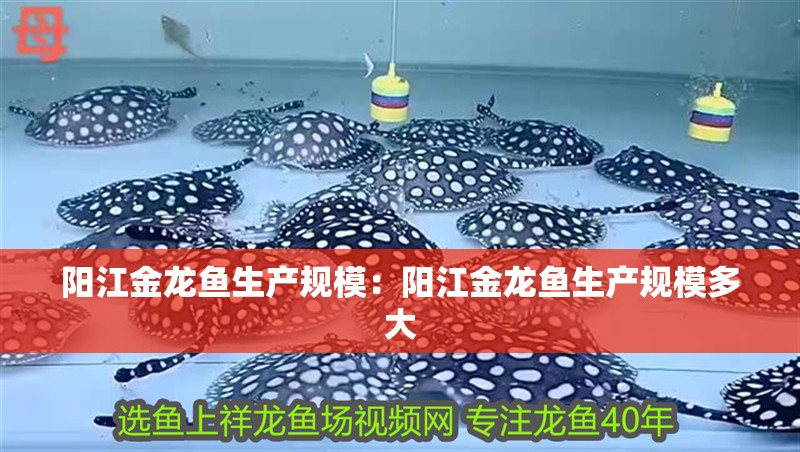 陽江金龍魚生產規模：陽江金龍魚生產規模多大 陽江金龍魚生產規模：陽江金龍魚生產規模多大 水族問答