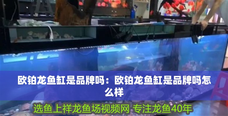 歐鉑龍魚缸是品牌嗎：歐鉑龍魚缸是品牌嗎怎么樣