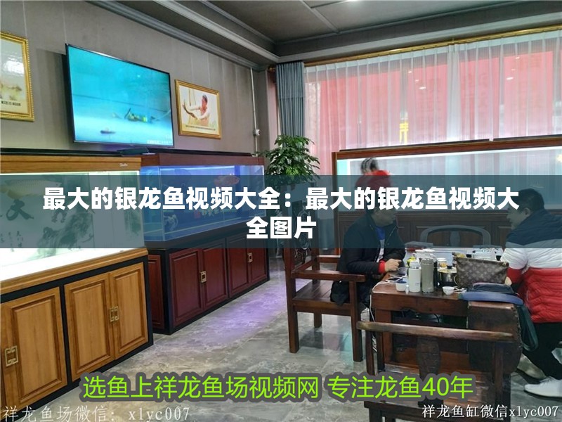 最大的銀龍魚視頻大全:最大的銀龍魚視頻大全圖片 水族問答 最大的銀龍魚視頻大全:最大的銀龍魚視頻大全圖片 最大的銀龍魚視頻大全:最大的銀龍魚視頻大全圖片 水族問答