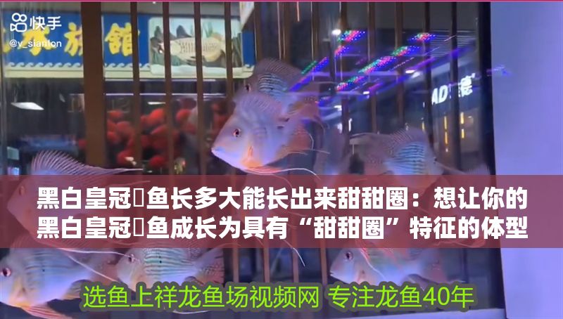 黑白皇冠魟魚長多大能長出來甜甜圈：想讓你的黑白皇冠魟魚成長為具有“甜甜圈”特征的體型