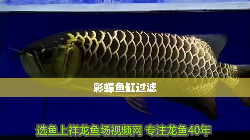 彩蝶魚缸過濾 彩蝶魚缸過濾 龍魚百科 第1張