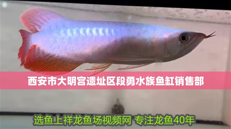 西安市大明宮遺址區段勇水族魚缸銷售部