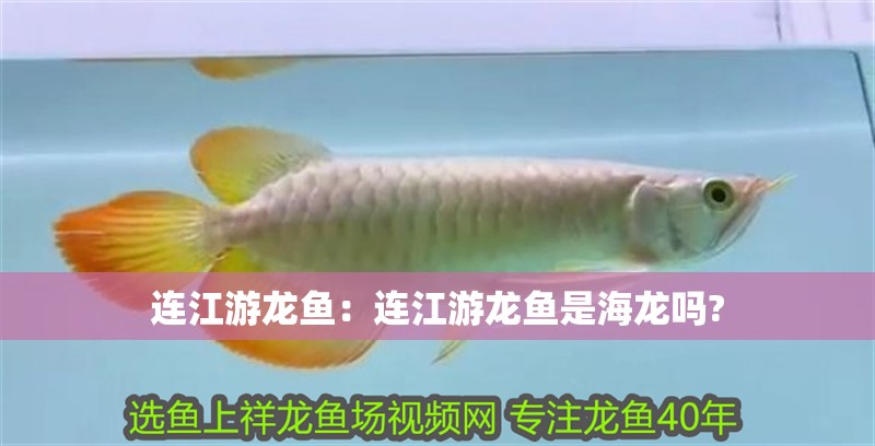 連江游龍魚：連江游龍魚是海龍嗎?