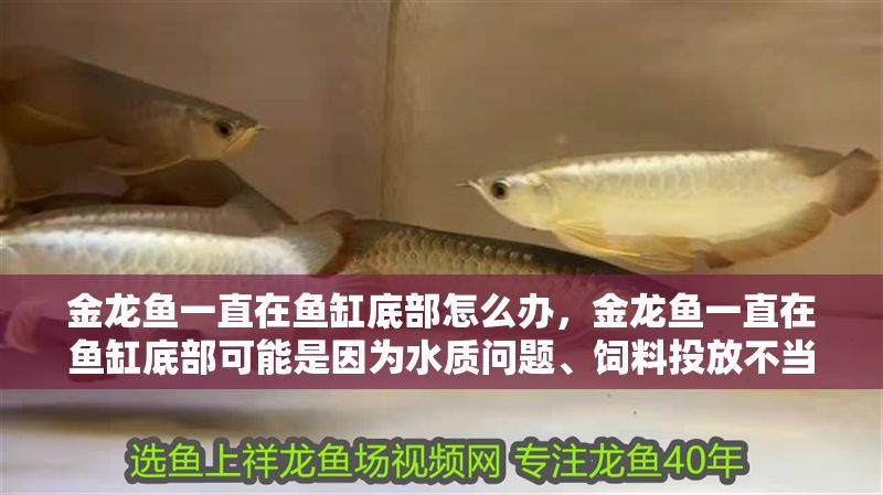 金龍魚一直在魚缸底部怎么辦，金龍魚一直在魚缸底部可能是因為水質問題、飼料投放不當或疾病等原因