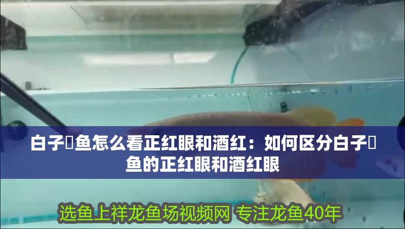 白子魟魚怎么看正紅眼和酒紅：如何區分白子魟魚的正紅眼和酒紅眼