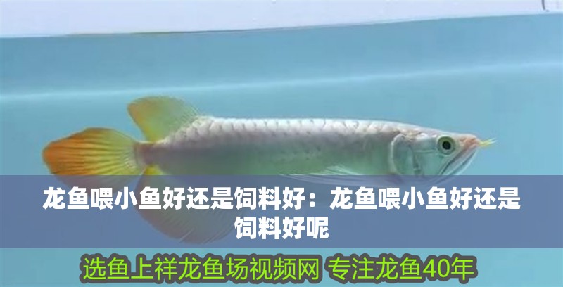 龍魚喂小魚好還是飼料好：龍魚喂小魚好還是飼料好呢 龍魚喂小魚好還是飼料好：龍魚喂小魚好還是飼料好呢 水族問答