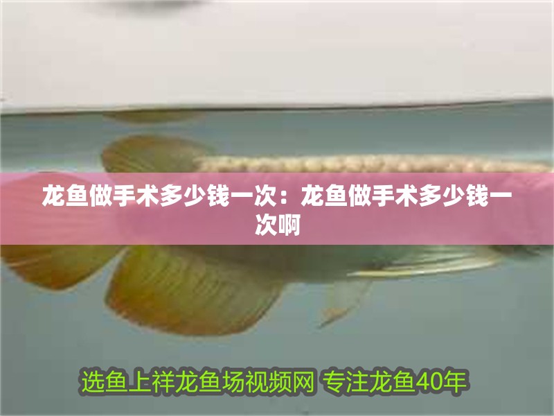 龍魚做手術多少錢一次：龍魚做手術多少錢一次啊