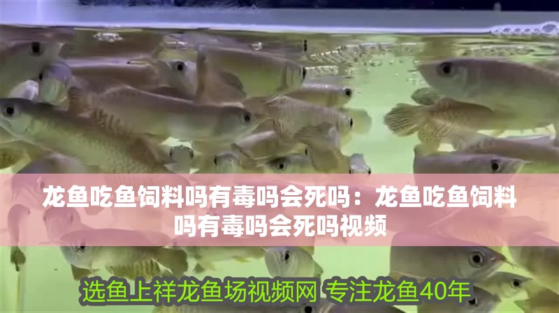 龍魚(yú)吃魚(yú)飼料嗎有毒嗎會(huì)死嗎：龍魚(yú)吃魚(yú)飼料嗎有毒嗎會(huì)死嗎視頻