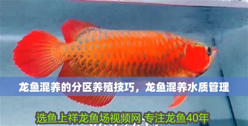 龍魚混養的分區養殖技巧，龍魚混養水質管理