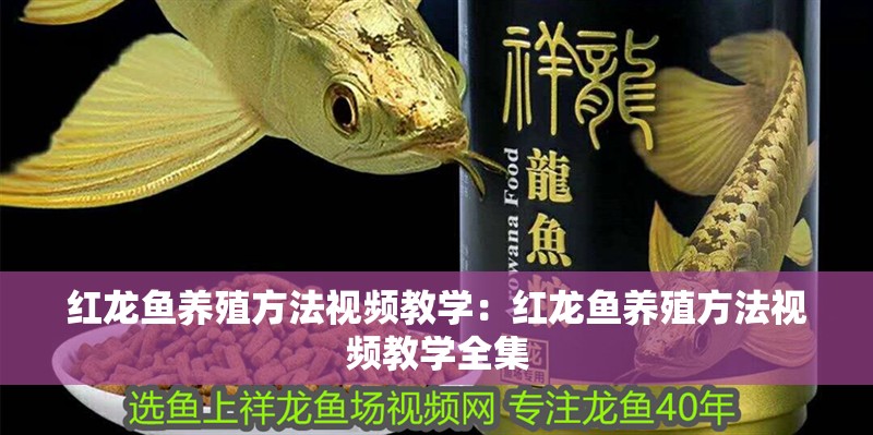 紅龍魚養(yǎng)殖方法視頻教學：紅龍魚養(yǎng)殖方法視頻教學全集