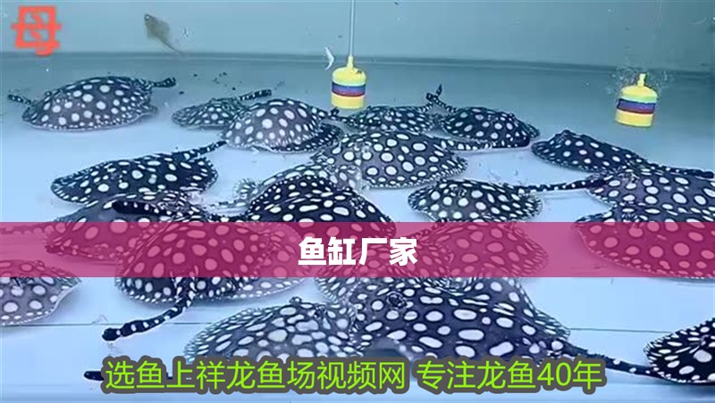 魚缸廠家