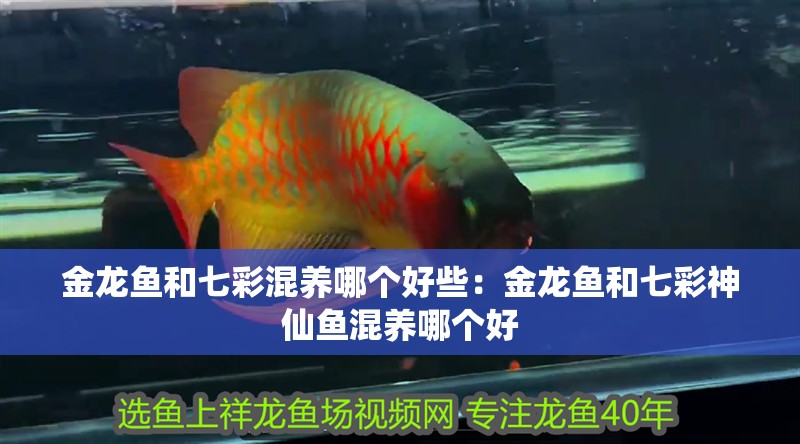 金龍魚和七彩混養哪個好些：金龍魚和七彩神仙魚混養哪個好