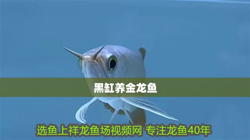 黑缸養金龍魚