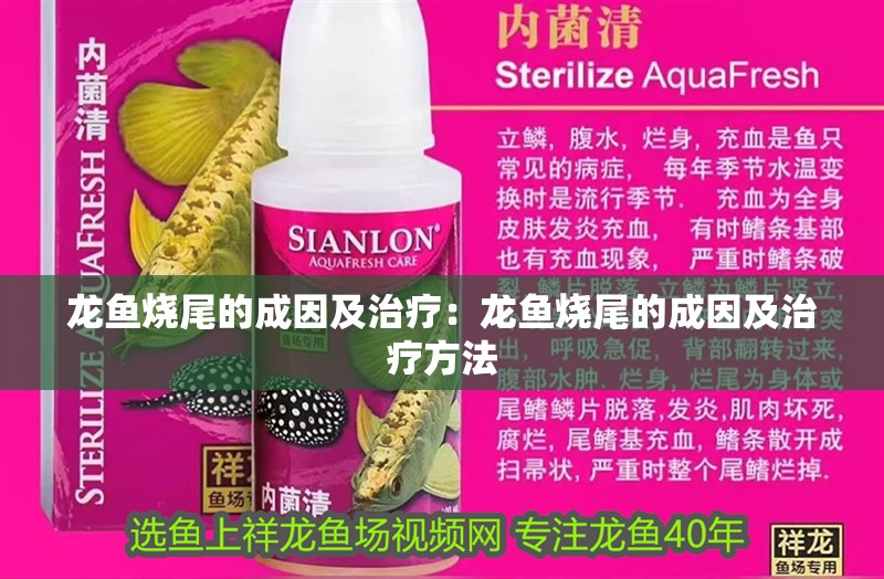 龍魚燒尾的成因及治療:龍魚燒尾的成因及治療方法 水族問答 龍魚燒尾的成因及治療:龍魚燒尾的成因及治療方法 龍魚燒尾的成因及治療:龍魚燒尾的成因及治療方法 水族問答