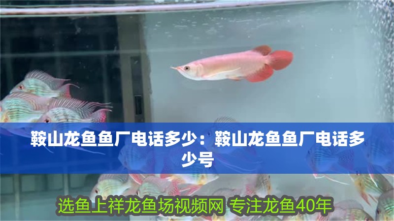 鞍山龍魚魚廠電話多少：鞍山龍魚魚廠電話多少號(hào)