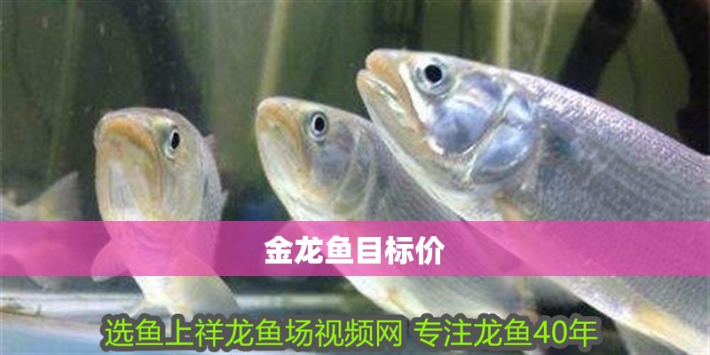 金龍魚目標價