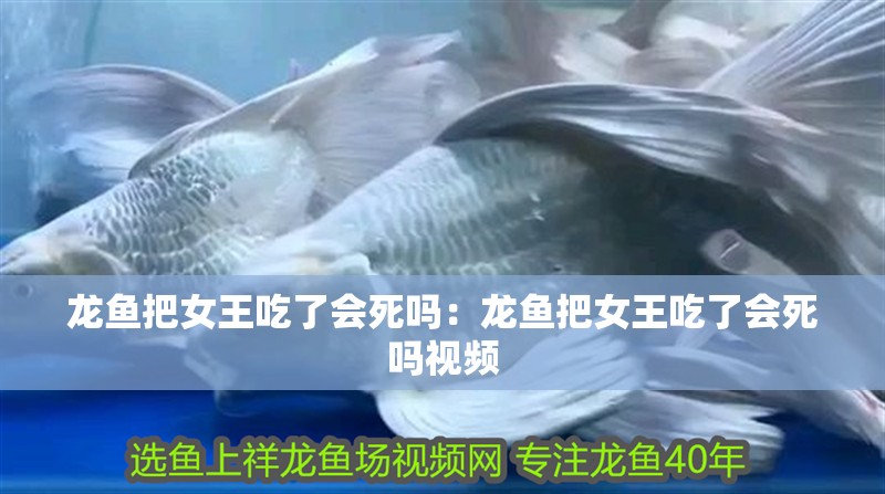 龍魚把女王吃了會(huì)死嗎：龍魚把女王吃了會(huì)死嗎視頻
